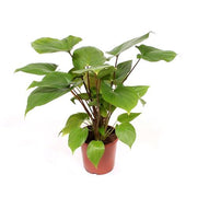 Homalomena rubescens Maggy 17/60 Plants Almost Paradise Berlin